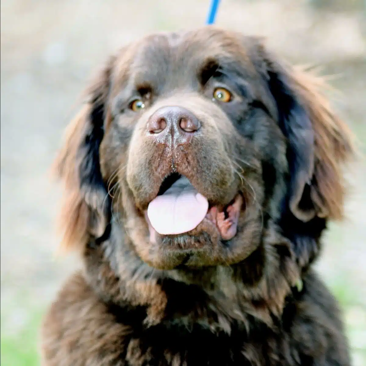 Col C David Merkel MD - Thumbnail 7