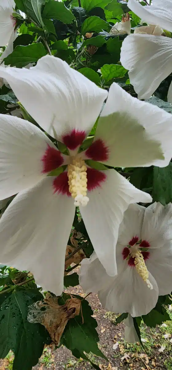 Denton County MHMR Center - Thumbnail 4