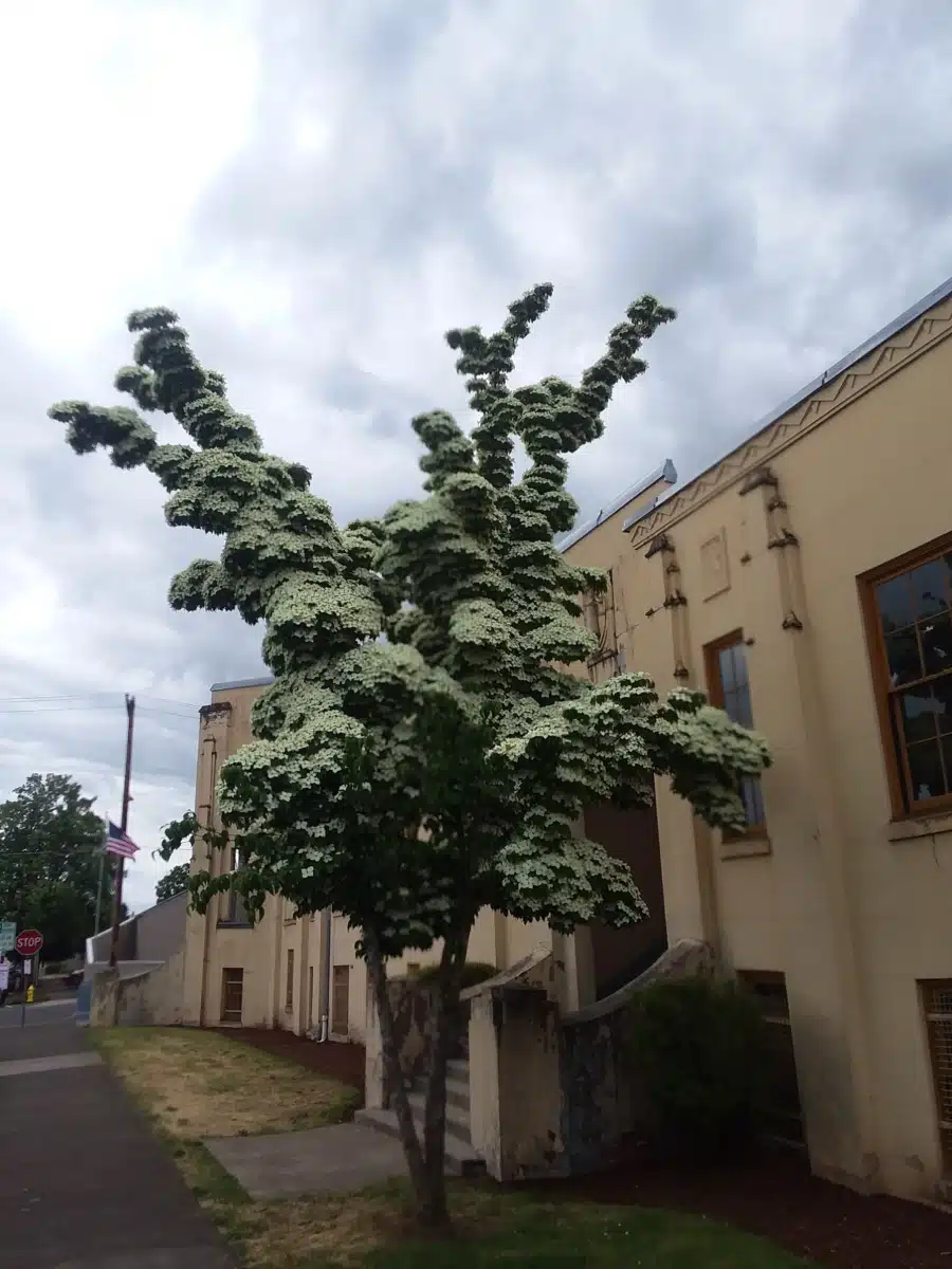 Emergence - Thumbnail 5