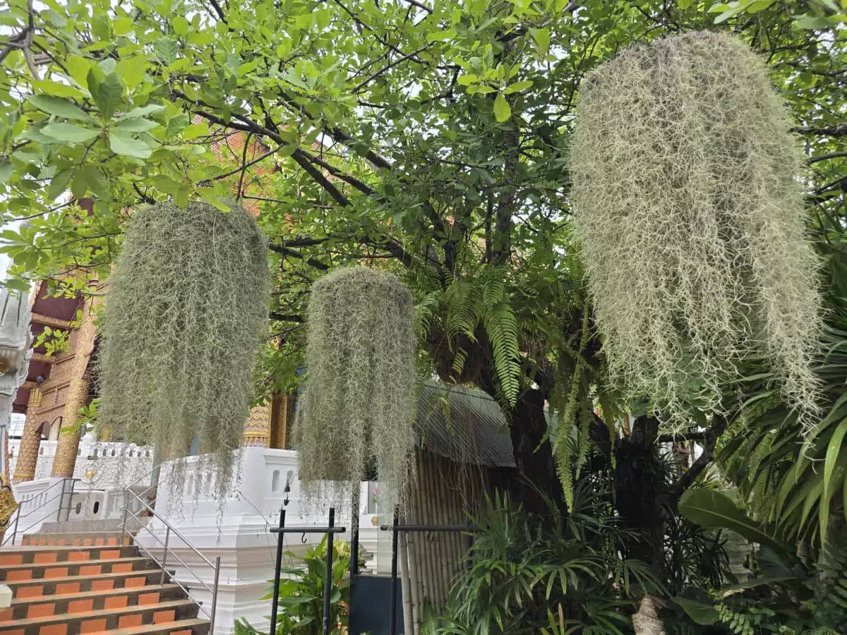 Holistic Recovery - Preview