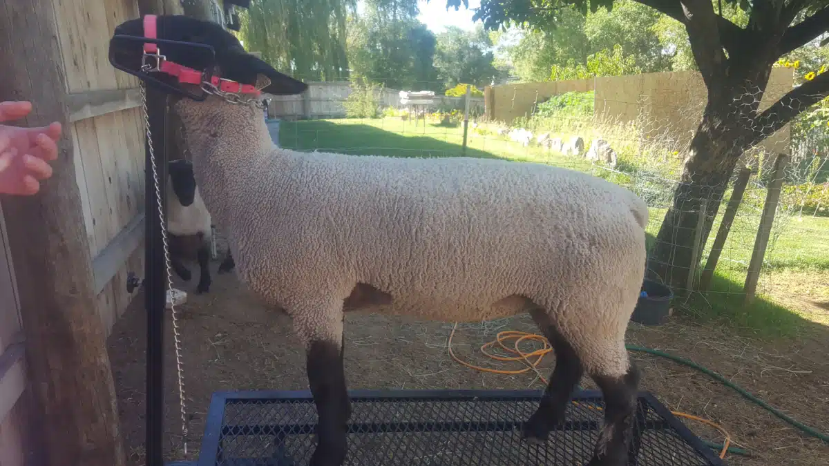 Independence Place - Thumbnail 3