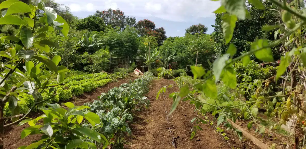 Ka Hale Pomaikai - Preview