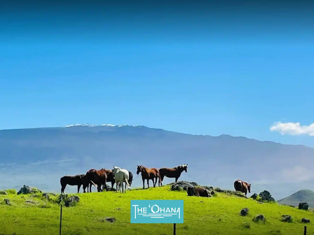 Lokahi Treatment Centers - Thumbnail 7