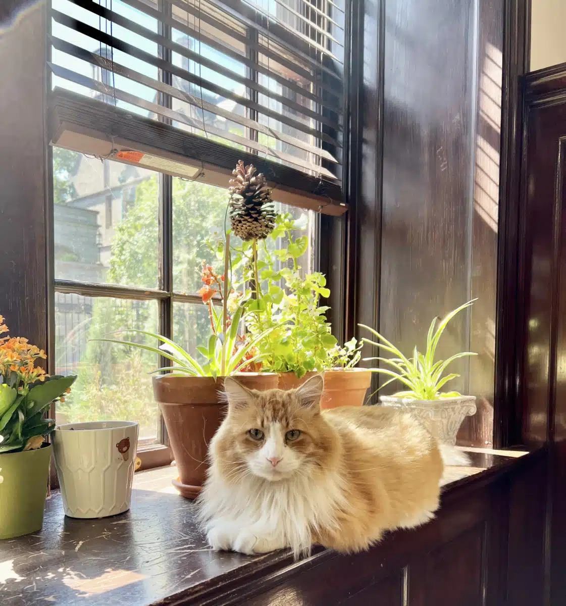 NUWAY III - Thumbnail 2