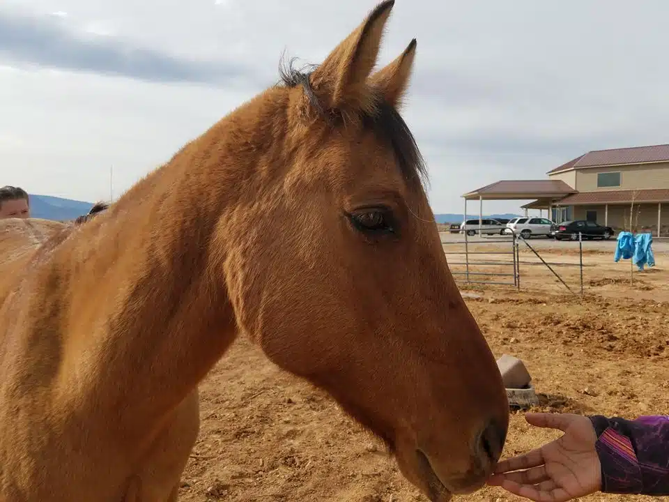 Renewed Hope Ranch - Thumbnail 7