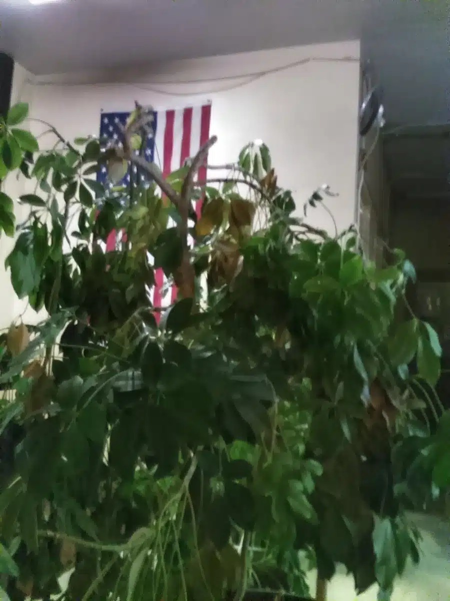 Self Help Addiction Rehab (SHAR)