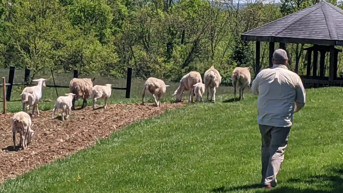 Shepherds Shelter/Ross Rehab - Thumbnail 6