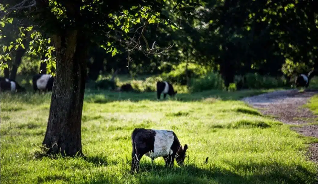 Sundown Ranch Inc - Thumbnail 6